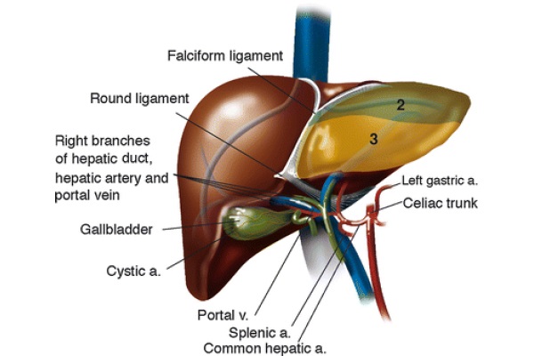 Orthotopic Liver Transplantation: Surgical Techniques